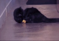 En tiedä mitä tuo kissa tekee tuolle banaanille