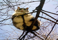Kissa puussa