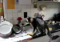 Kissa haluaa tiskata