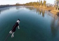 Koira juoksee veden päällä