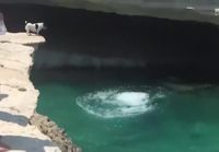 Koirakin hyppäilee kalliolta