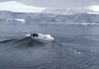 Miekkavalas aallottaa hylkeen veteen