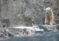 Jääkarhupoika putoaa veteen