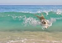 Koira aalloilla