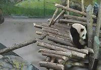 Panda säikkyy