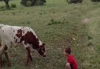 Poika ja lehmä
