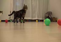 Kissoja ja palloja