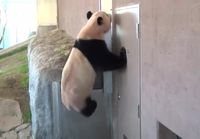 Panda hupsuttelee