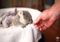 Pikku koala