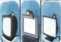 Kissa television päällä
