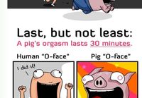A few reasons why pigs are better than humans
