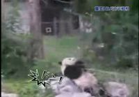 panda kiipeilee