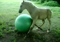 Hevonen leikkii pallolla