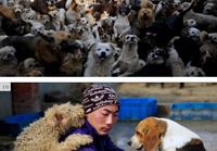 Kiinalainen naien adoptoinut 1500 koiraa ja 200 kissaa