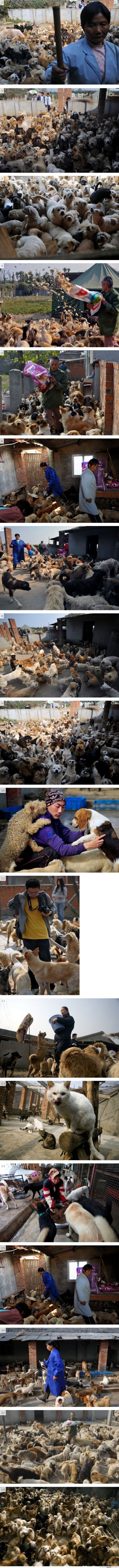 Kiinalainen naien adoptoinut 1500 koiraa ja 200 kissaa - :(