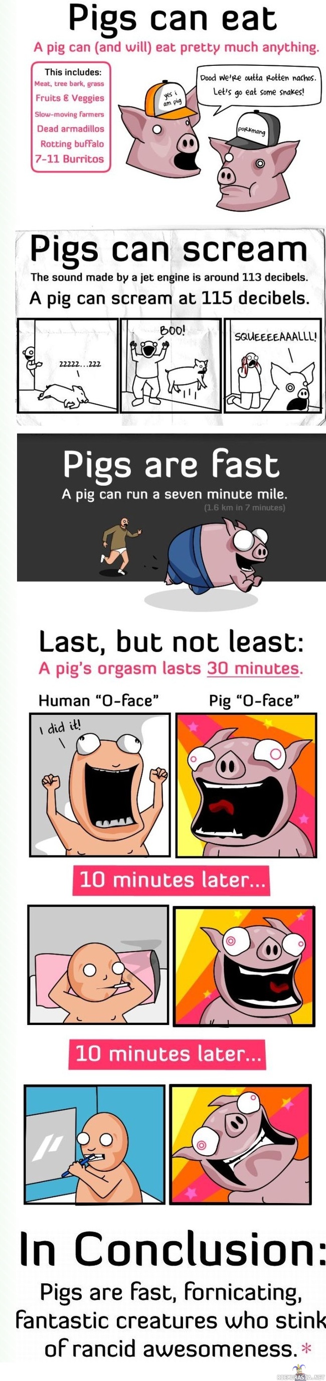A few reasons why pigs are better than humans