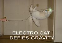 Sähkötetty kissa kumoaa painovoiman