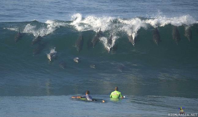 Delfiinien hyökkäys