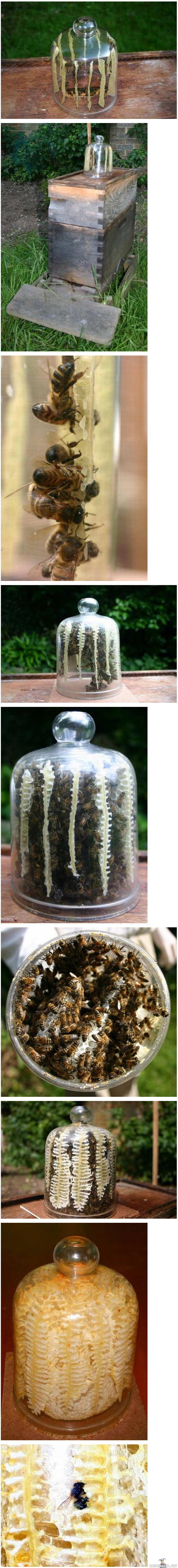 Bees make honey in jar
