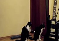 Kissa yrittää pyytää anteeksi