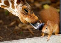 kirahvi ja orava rakastuneita