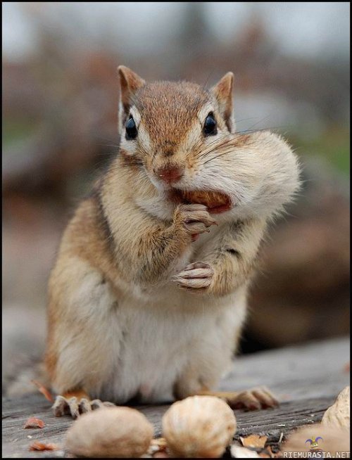 Orava - Läskin tunnistaa 