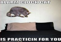 Alarm-cat
