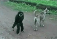 Apina jekuttaa koiraa