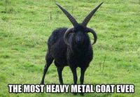 Heavy metal goat