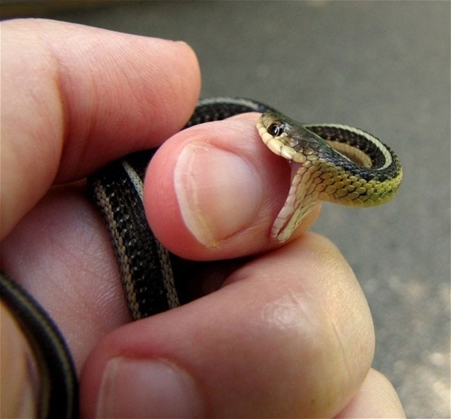 Baby snake - Ihana :)