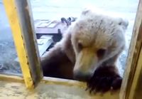 Karhu kerjäämässä ruokaa