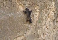 Karhut kalliokiipeilee