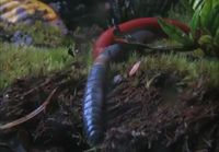 Killer Leech Swallows Giant Earthworm Whole