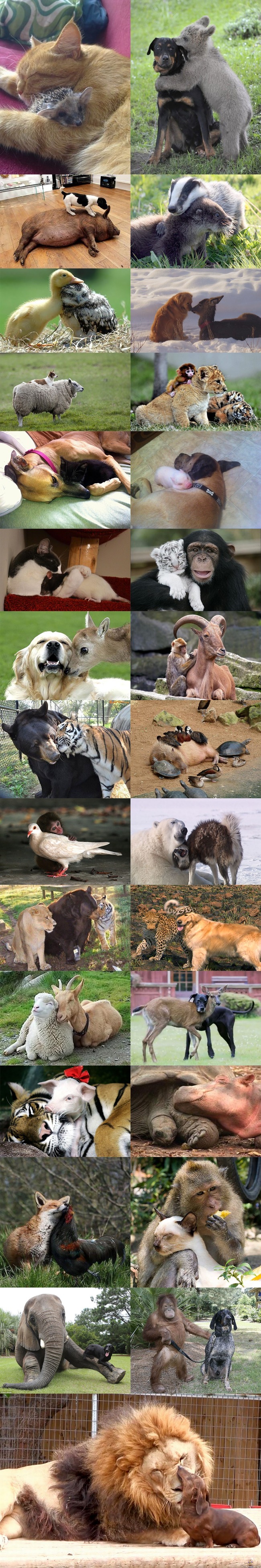Eläinystävät