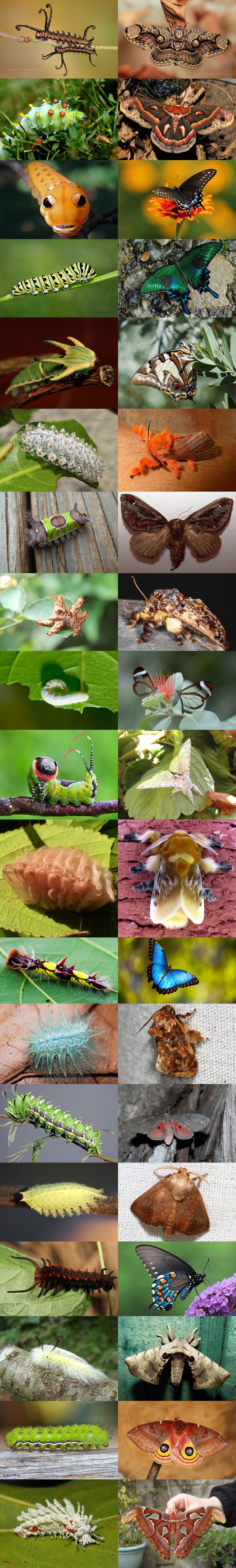 Ennen ja jälkeen kuvia - Ennen ja jälkeen kuvat toukista ja perhosista.