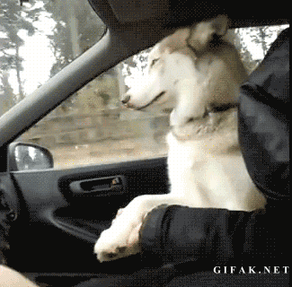 Koira pelkää autossa - :)