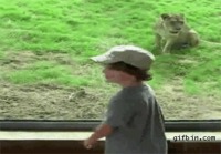 Kid vs Lion at Zoo