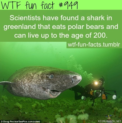 hai - elää 200v ja syö jääkarhuja?