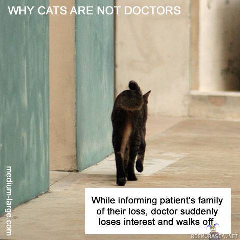 Miksi kissat eivät ole lääkäreitä