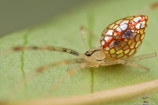 Hämähäkkiveli - Thwaitesia argentiopunctata