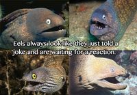 Reaction eels