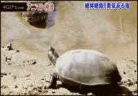 Kilpikonnan pako