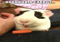 Oooh, porkkanaa!