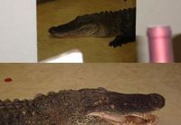 Krokotiili
