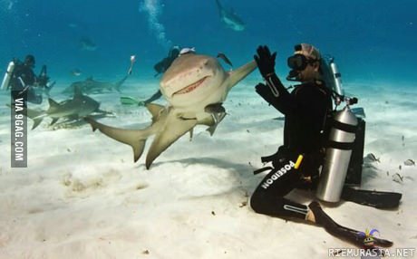 Hai five! - High five with shark