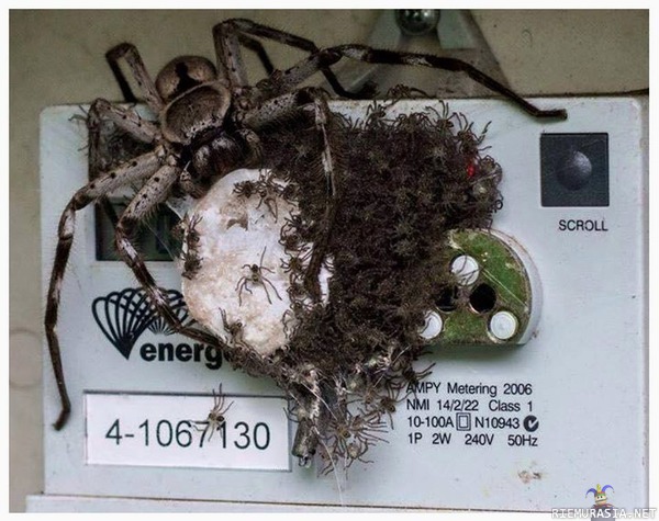 Sähkömittarin luku ei onnistunut - &quot;We couldn&#039;t read your meter - Energy Australia&quot;