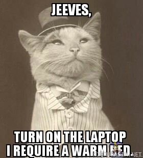 Jeeves, turn on the laptop - Wooster cat