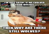 Koira ei usko evoluutioteoriaan