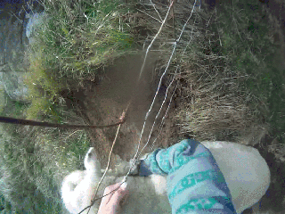 Lampaan pelastusta - Mies pelastaa aitaan juuttuneen lampaan