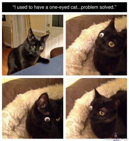 Problem solved - Yksisilmäinen kissa sai silmän